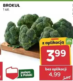 Stokrotka Brokuł Stokrotka oferta