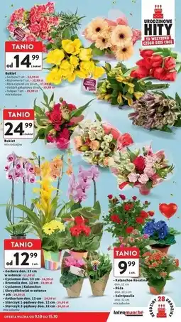 Intermarche Tulipan oferta