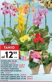 Intermarche Storczyk 2-pędowy don. 12 cm oferta