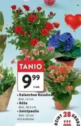 Intermarche Saintpaulia śr. 12 cm oferta
