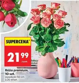 Biedronka Róża Premium 10 szt oferta