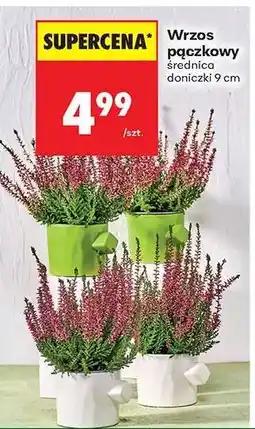 Biedronka Wrzos pączkowy oferta