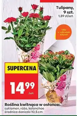 Biedronka Roślina kwitnąca w osłonce oferta
