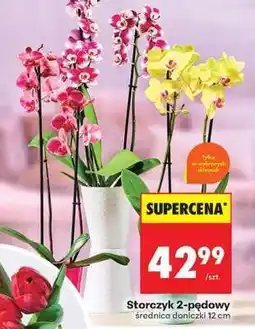 Biedronka Storczyk 2-pędowy oferta