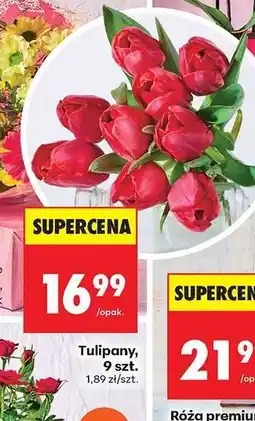 Biedronka Tulipany, 9 szt oferta