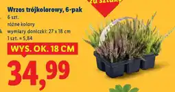 Lidl Wrzos trójkolorowy, 6-pak oferta