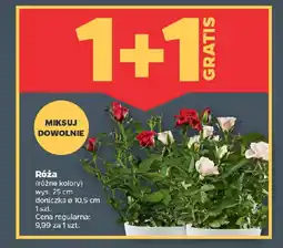 Netto Róża oferta