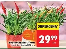 Biedronka Bromelia 12 cm Rim Kowalczyk oferta