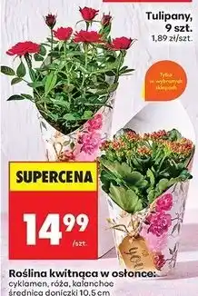 Biedronka Kalanchoe oferta