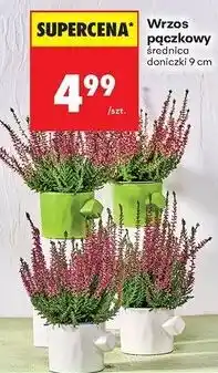 Biedronka Wrzos pączkowy śr. 9 cm oferta