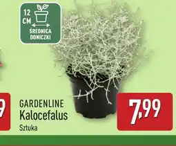 ALDI Kalocefalus Gardenline oferta