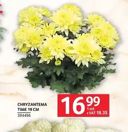 Selgros Chryzantema oferta