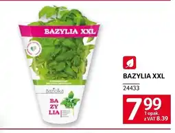 Selgros Bazylia oferta