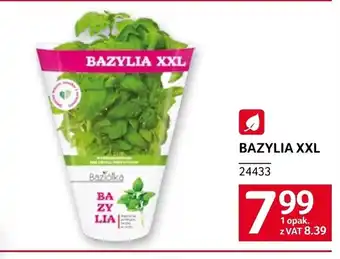 Selgros Bazylia oferta