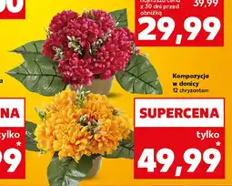 Kaufland Kompozycja w donicy oferta
