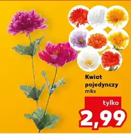 Kaufland Kwiat pojedynczy miks oferta