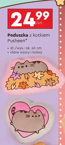 Biedronka Poduszka AA oferta
