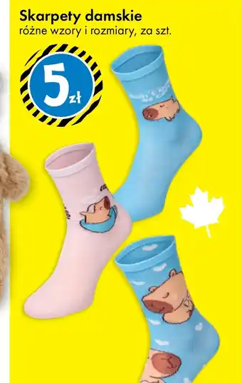 Tedi Skarpety damskie oferta