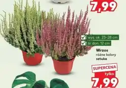 Kaufland Wrzos Ok oferta