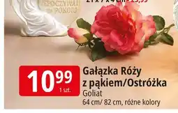 E.Leclerc Gałązka róży z pąkiem Goliat oferta
