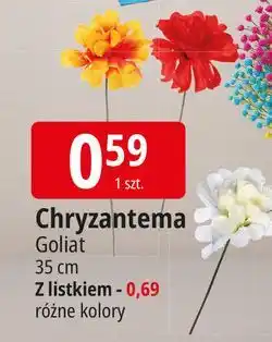 E.Leclerc Chryzantema z listkami Goliat oferta