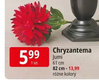E.Leclerc Chryzantema 82 cm Jumi oferta