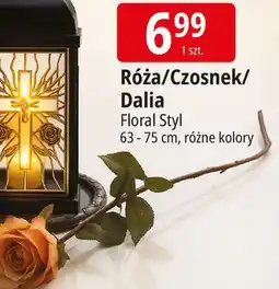 E.Leclerc Dalia pojedyncza Floral Styl oferta