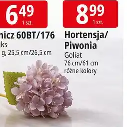 E.Leclerc Piwonia pojedyncza Goliat oferta