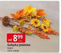 E.Leclerc Gałązka jesienna Arpex oferta