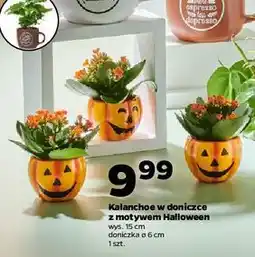 Netto Kalanchoe mini w doniczce halloween śr. 6 cm oferta