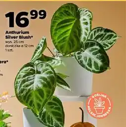 Netto Anthurium w donicy śr. 12 cm oferta