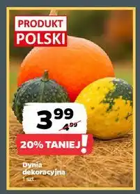 Netto Dynia dekoracyjna oferta
