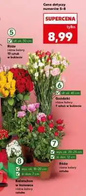 Kaufland Róża oferta