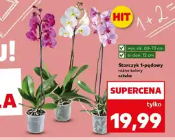 Kaufland Storczyk Hit oferta