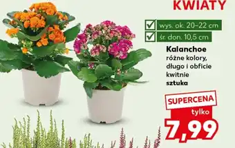 Kaufland Kalanchoe oferta