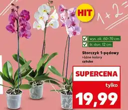 Kaufland Storczyk 1-pędowy oferta