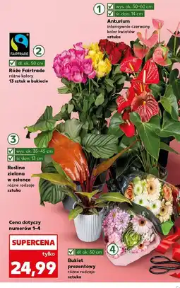 Kaufland Roślina zielona oferta