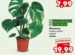Kaufland Monstera oferta