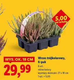 Lidl Wrzos trójkolorowy, 6-pak oferta