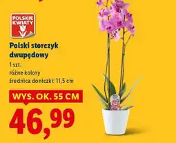 Lidl Polski storczyk dwupędowy oferta