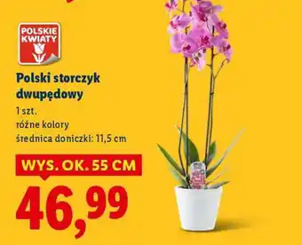 Lidl Polski storczyk dwupędowy oferta