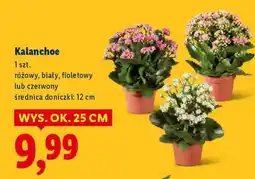 Lidl Kalanchoe oferta