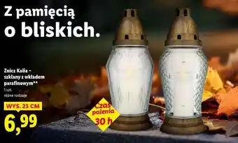 Lidl Znicz Kalia oferta