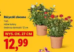 Lidl Różyczki złocone oferta