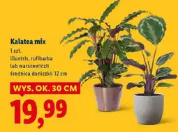 Lidl Kalatea mix oferta