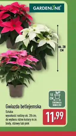 ALDI Gwiazda betlejemska oferta