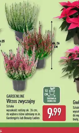 ALDI Wrzos zwyczajny Gardenline oferta