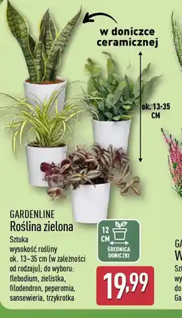 ALDI Roślina zielona Gardenline oferta
