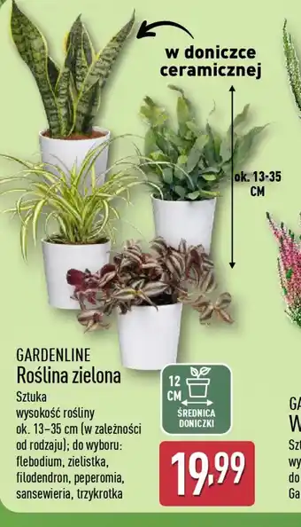 ALDI Roślina zielona Gardenline oferta