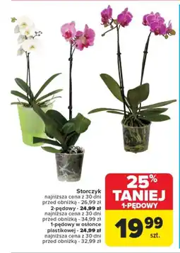 Carrefour Storczyk oferta